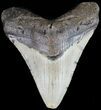 Megalodon Tooth - North Carolina #49518-1